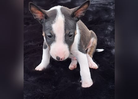 Mini bullterrier - Australian shepherd mix welpen