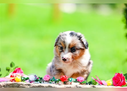 Mini American Shepherd (Showlinie)