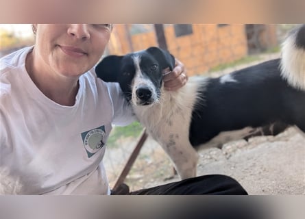 Powerpaket Laika, 1 Jahr, sucht ihresgleichen