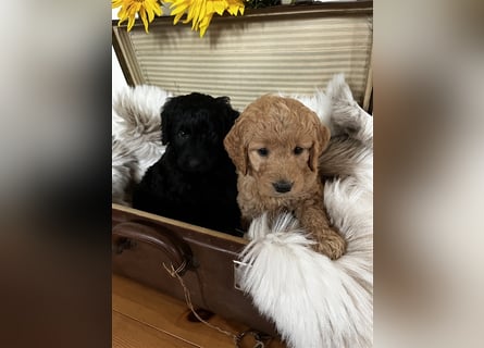 Goldendoodle F1 medium