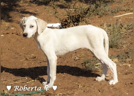 Roberta und Robbie, f.,  suchen eine Familie