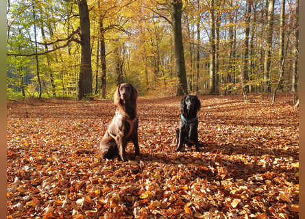 C - Wurf Flat Coated Retriever 2025