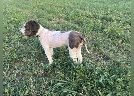 Hugo, a purebred Lagotto Romagnolo male, 9 months old