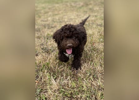 Lagotto Romagnolo – Hochwertige Welpen aus der registrierten Zuchtstätte King of the Truffles