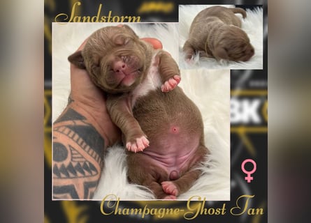 Kingzbullys Classic Edition/American Bully Classic