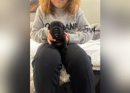 Cane Corso Welpen aus Liebevoller Familie