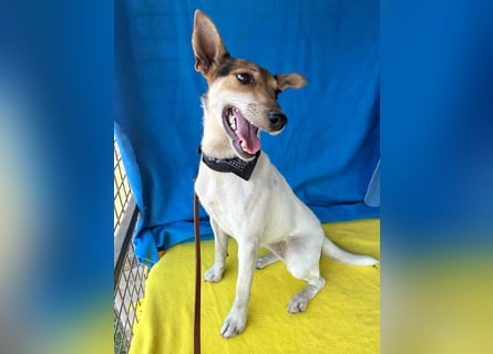 ❤️ lebenslustige kleine ROXY - 3 Jahre, 38cm/8kg - Jack Russell-Mix