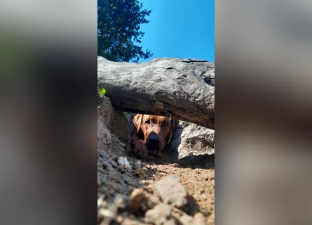 Szczeniaki  Rhodesian Ridgeback/ Pies/Suka Rhodesian Ridgeback/ welpen rhodesian