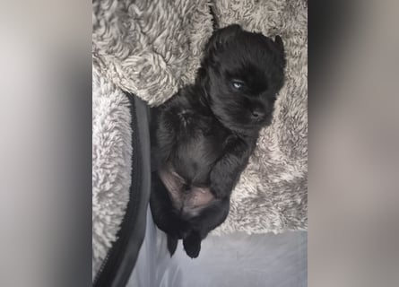 Affenpinscher Welpen WT 11.04.2025