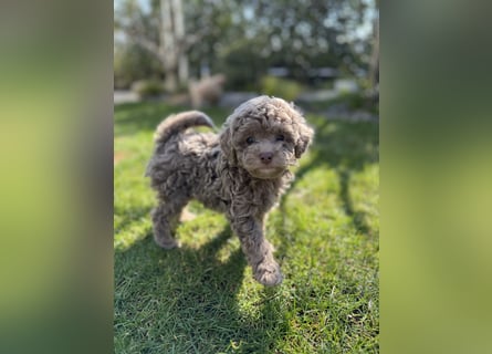 Rüde Pudel Welpen - Male Poodle Puppy