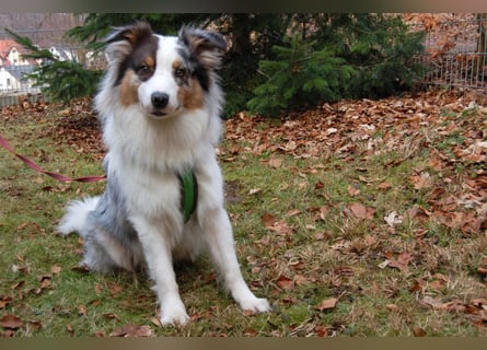 Alfred - ein besonderer Hund sucht seinen speziellen Menschen - Tierhilfe Franken e.V.