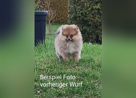 zuckersüße Pomeranianwelpe