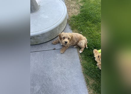 Maltipoo - Welpen - Rüden und Hündin