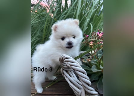 Süße Pomeranian Zwerkspitz Welpen 
