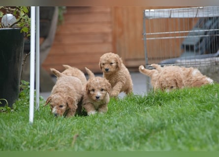 Mini Goldendoodel Welpen F3 - abzugeben ab Ende Oktober