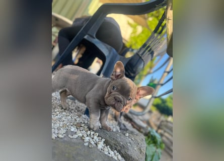 Französische Bulldoggen Welpen