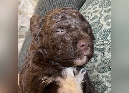 4 süße weibliche reinrassige Lagotto Romagnolo Welpen suchen ein liebevolles Zuhause