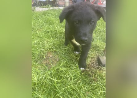 Süße Border Collie -Mudi mix Welpen