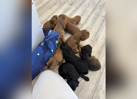 2 Zauberhafte Cockapoo Welpen Rüden  mit Ahnentafel