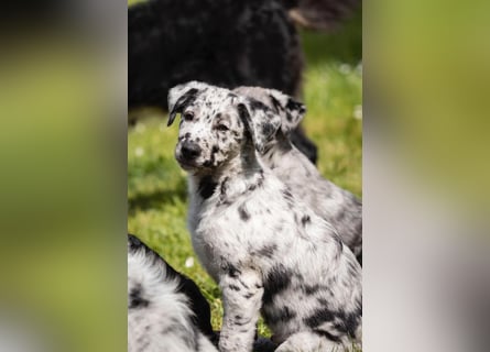 Süße Border Collie -Mudi mix Welpen