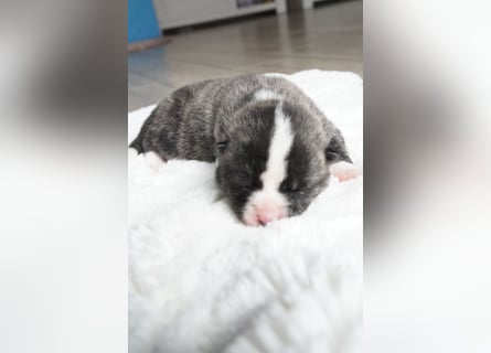 Akita Inu Welpen | A-Wurf | Japan Akita | Ahnentafel | VDH 