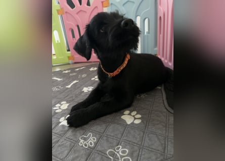 Mittelschnauzer Welpe Rüde