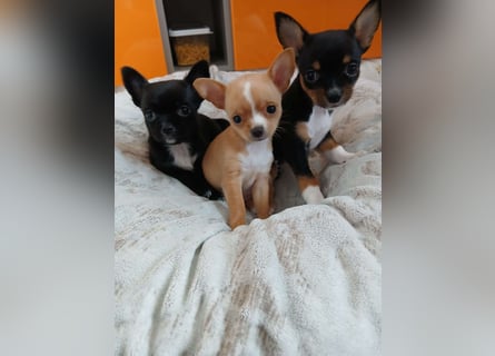 3 Chihuahua Welpen