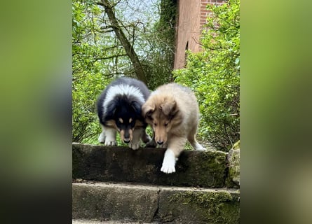 Colliewelpen im amerikanischen Typ