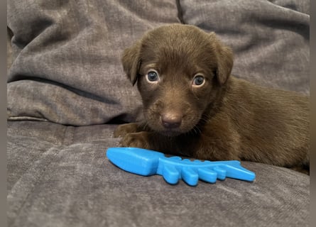 Labrador Mix Welpen