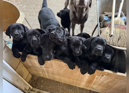 Nur 2 Labrador Weibchen mit Ahnenpass 2 Rüden & 6 Weibchen in Schwarz