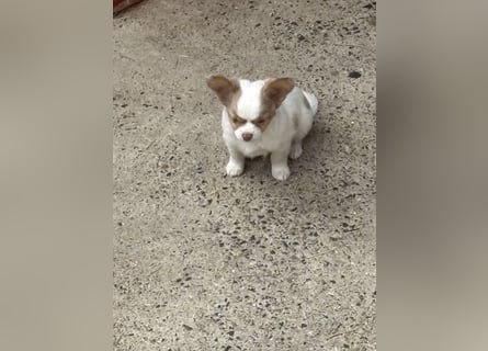 2 Rüden Chihuahua Langhaar Welpen ab sofort abzugeben