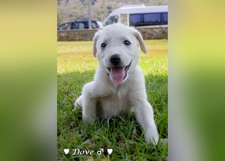 Biscuit, Casper, Pearl, Lily und Dove  suchen ihre Familie ab Oktober