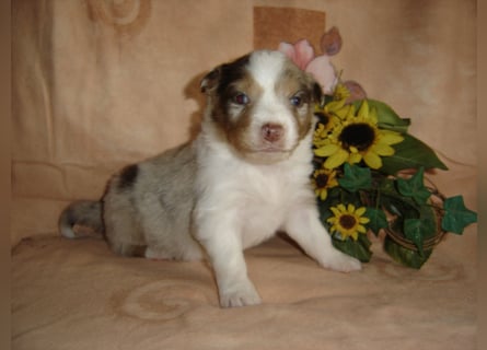 Traumhafte Mini Aussie Welpen,alle Farben, aus seriös. Zucht!