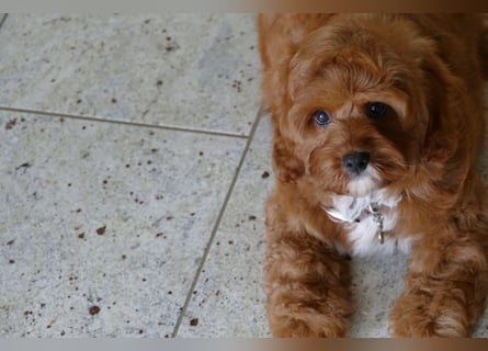 Wunderschöne Cavapoo Welpen F1 (Toypudel/Zwergpudel + Cavalier King Charles Spaniel) mit Ahnentafel