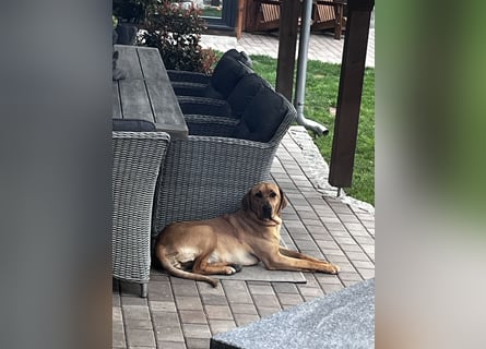 Wunderschöne reinrassige Broholmer Hündin „Meggy von der Lausitzer Heide“