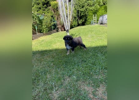Dieser süße Australian Shepherd Rudel