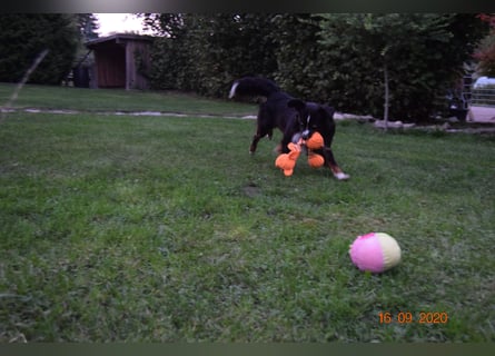 Mini Aussie Rüde ,7 Jahre alt!