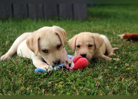 Labrador Welpen reinrassig mit Ahnentafel dürfen ab dem 25.08.25 ins neue Heim