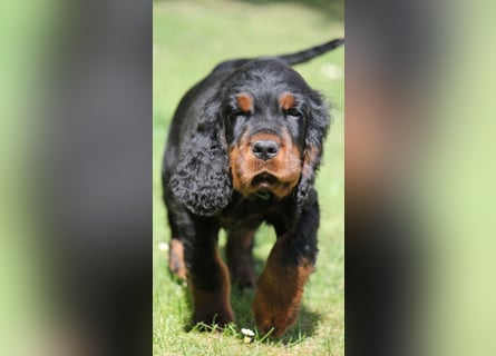 Drei unserer Osterhasen, zwei Rüden und eine Hündin, suchen noch ein neues Zuhause