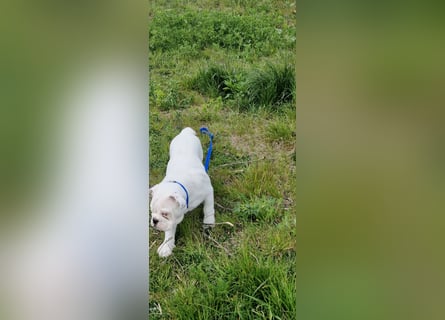 Englische Bulldoggen welpen Top Pedigree FCI