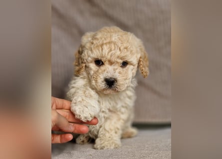 Maltipoo Welpe Rüde