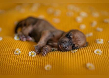 Rhodesian Ridgeback Welpen mit FCI-Ahnentafel