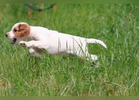 Traumfee - Irish Red and White Setter