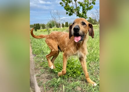 Balu: er hat ganz viel Liebe zu geben