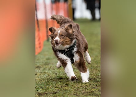 Erstklassiger Deckrüde Mini American Shepherd