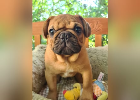 Vergnügte Frops Kinder  (Französische Bulldogge + Mops )