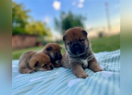 Shiba Inu beautiful puppies