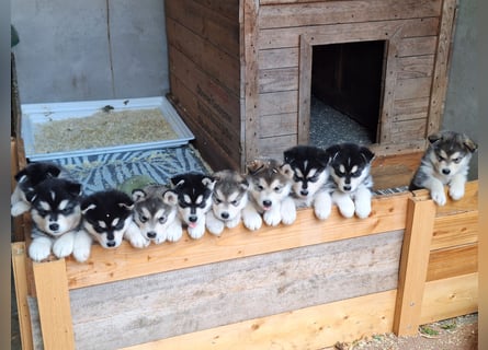 Welpen Alaska Malamute- Husky Mix