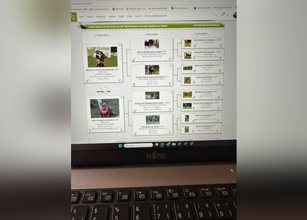 Typvolle Airedale Terrier Welpen aus Leistungszucht VDH/KfT