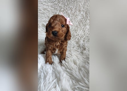 Wunderschöne Cockapoo-Welpen